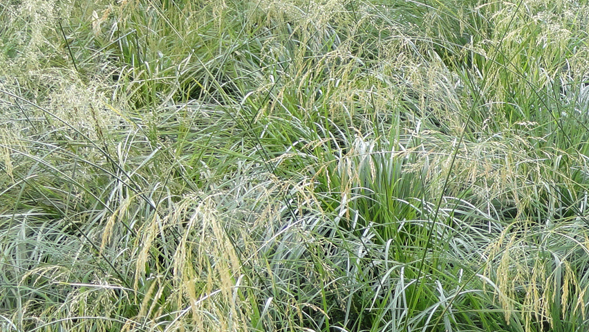 Deschampsia cespitosa цветки