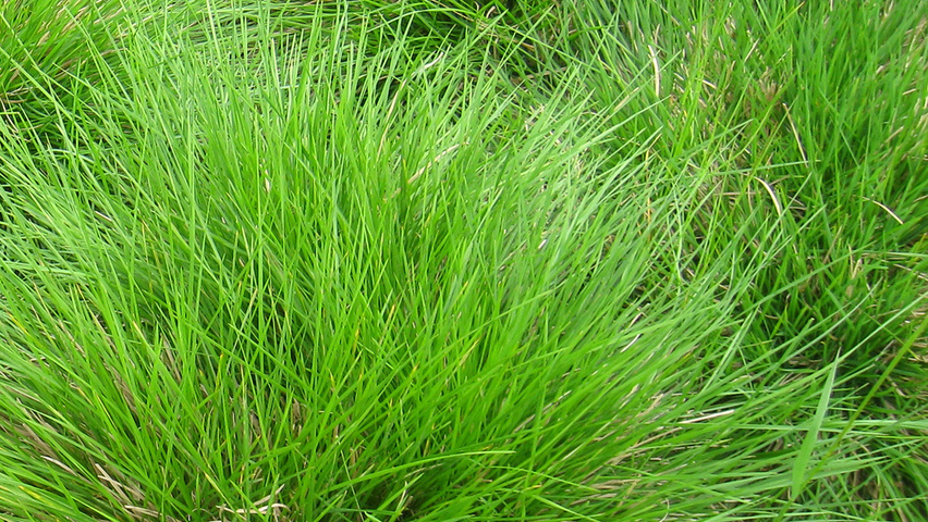 Deschampsia cespitosa листья