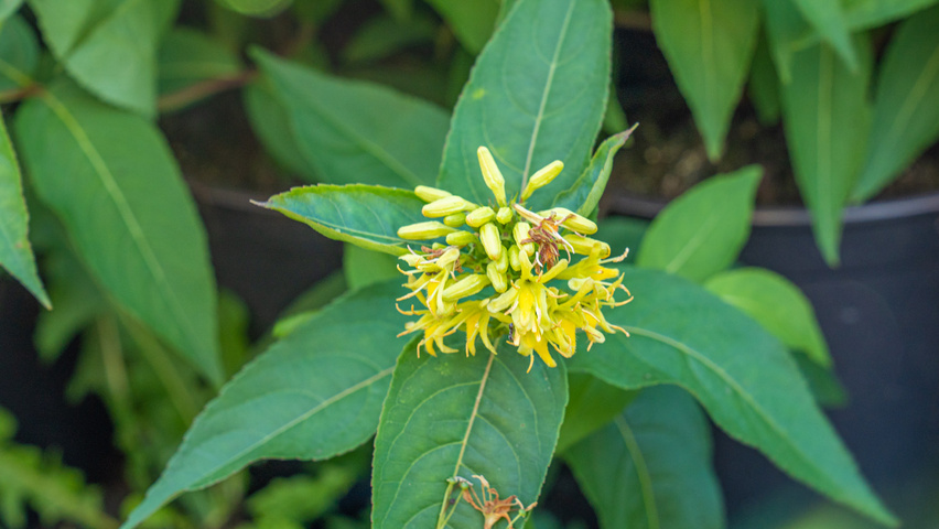 Diervilla sessilifolia 'Butterfly' flowers