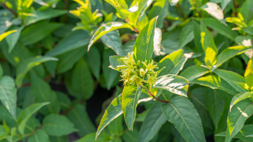 Diervilla sessilifolia 'Butterfly' flowers