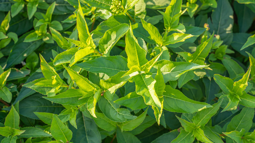 Diervilla sessilifolia 'Butterfly' leaves