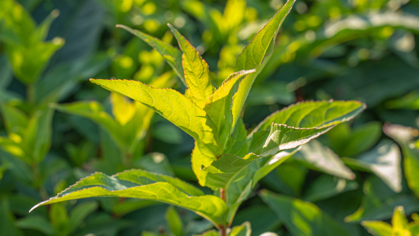 Diervilla sessilifolia 'Butterfly' leaves