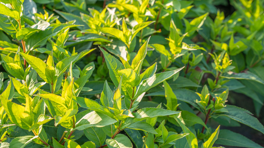Diervilla sessilifolia 'Butterfly' leaves