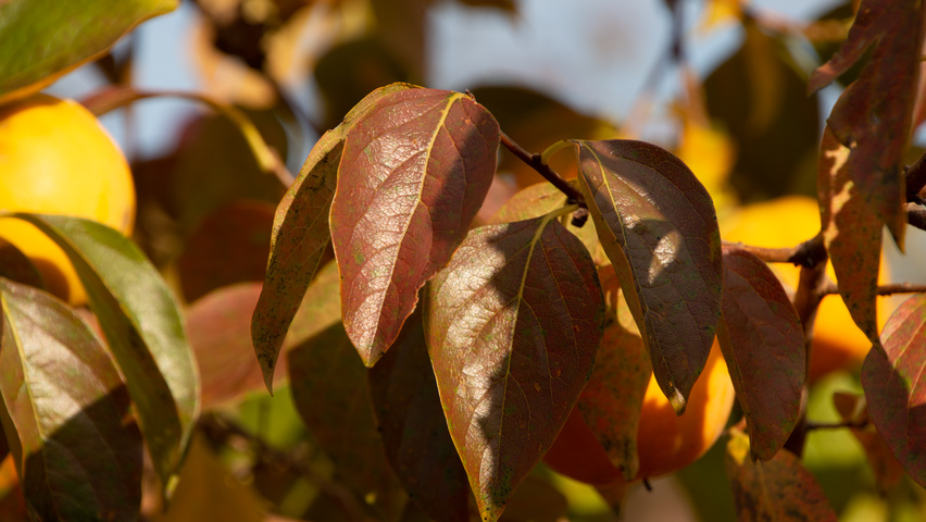 Diospyros kaki autumn leaves