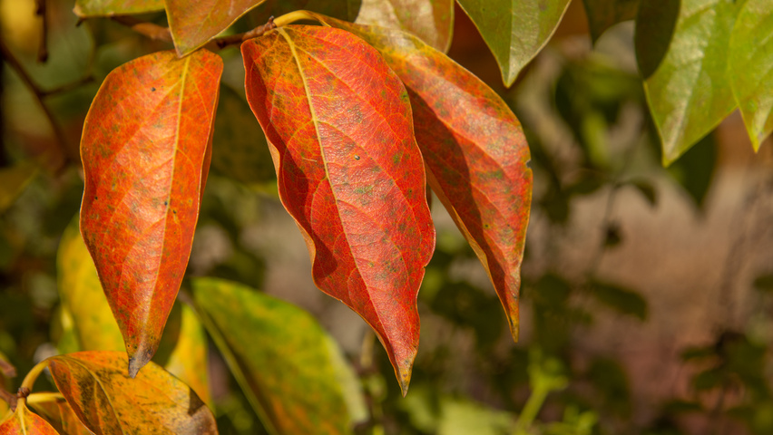 Diospyros kaki autumn leaves