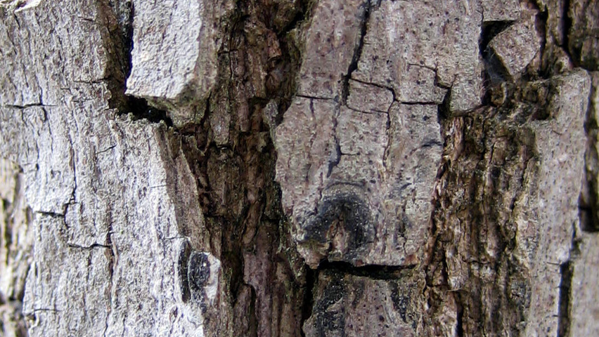 Diospyros kaki bark