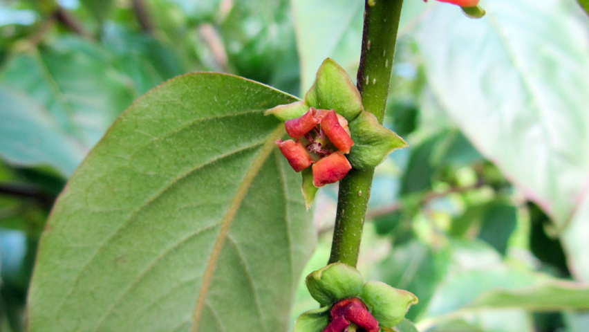 Diospyros kaki flowers