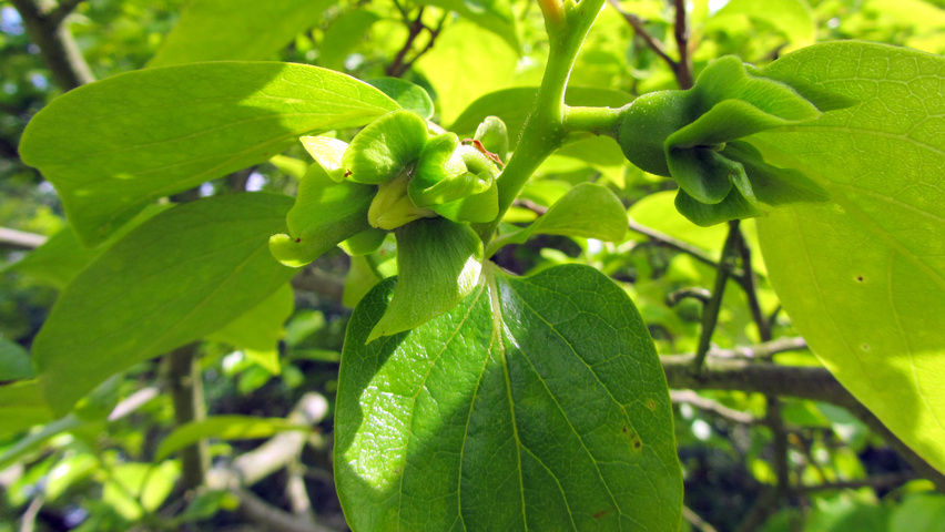 Diospyros kaki fruits