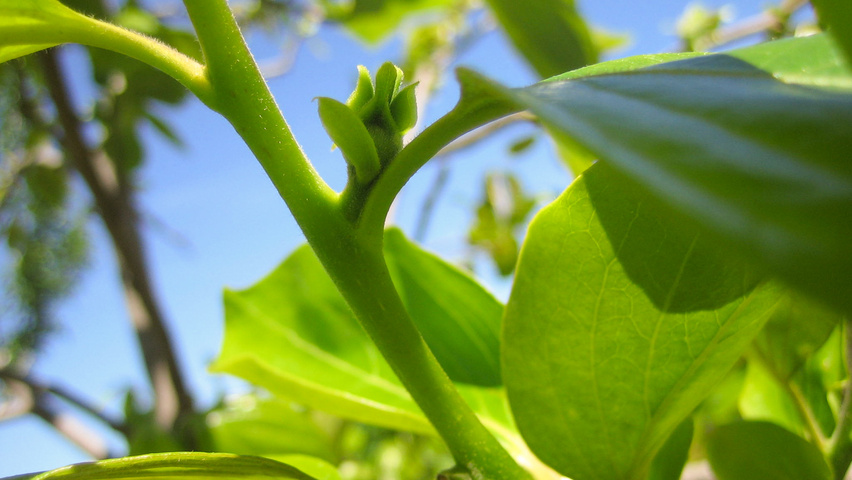 Diospyros kaki fruits