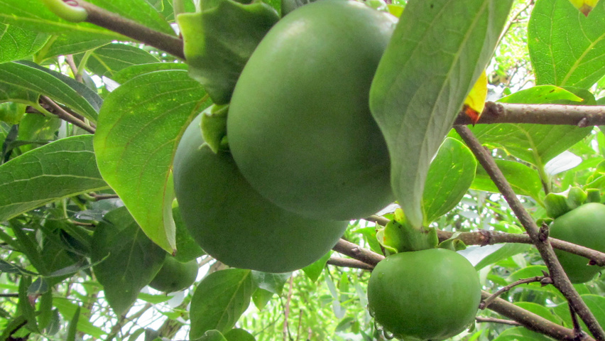 Diospyros kaki fruits