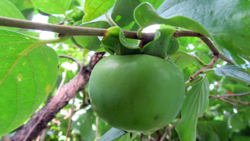 Diospyros kaki fruits