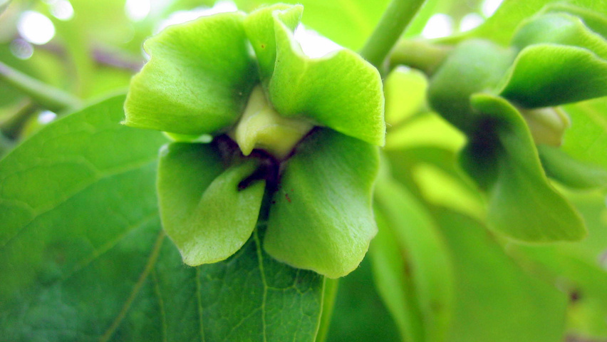 Diospyros kaki fruits