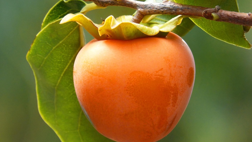 Diospyros kaki fruits