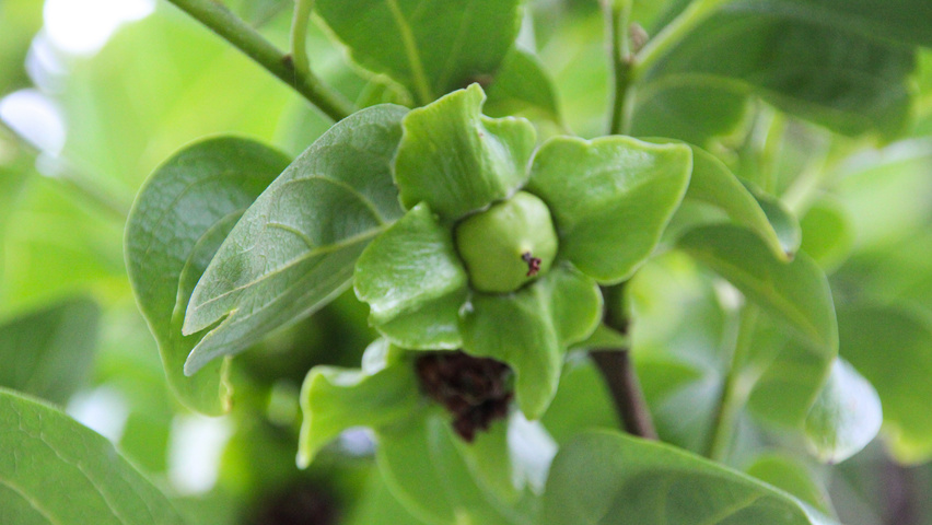 Diospyros kaki fruits