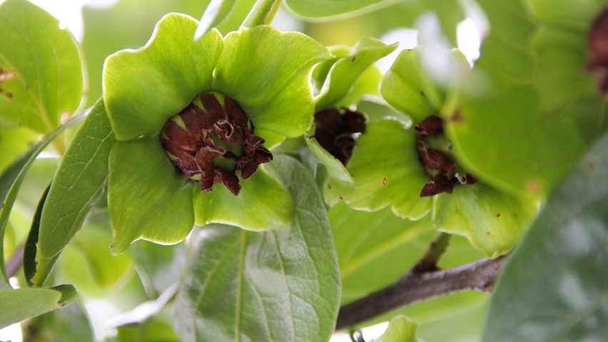 Diospyros kaki fruits