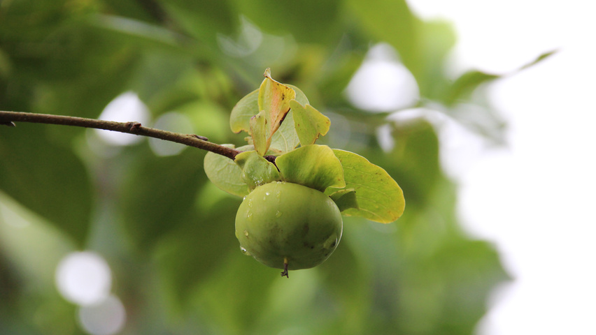 Diospyros kaki fruits