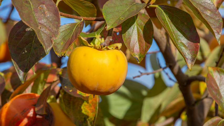 Diospyros kaki fruits