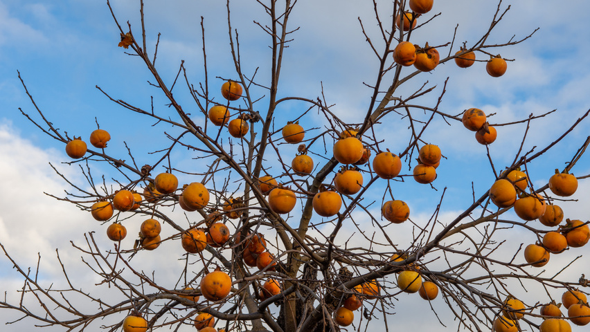 Diospyros kaki fruits