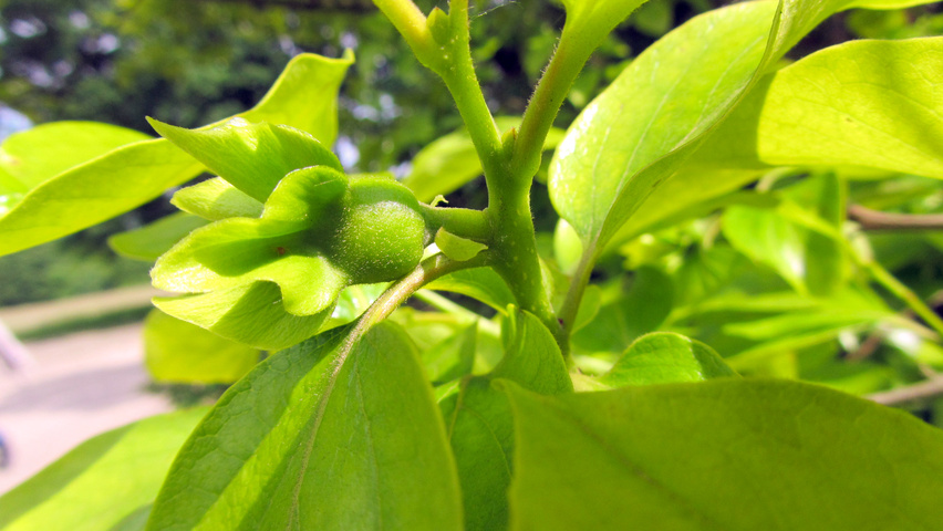 Diospyros kaki fruits