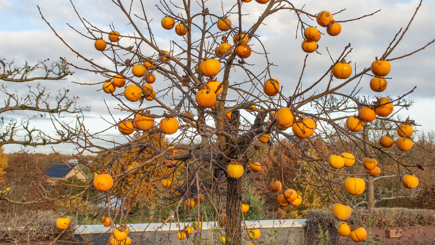 Diospyros kaki half-stem