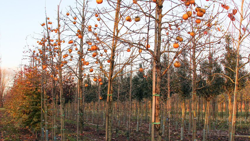 Diospyros kaki standard tree