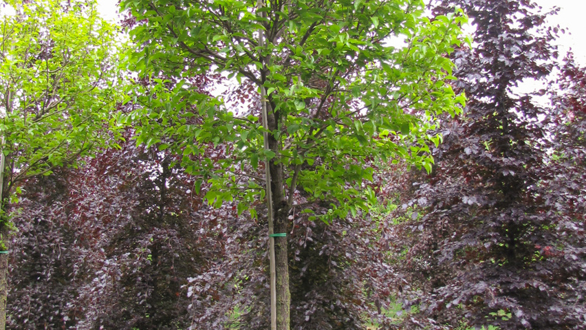 Diospyros kaki standard tree