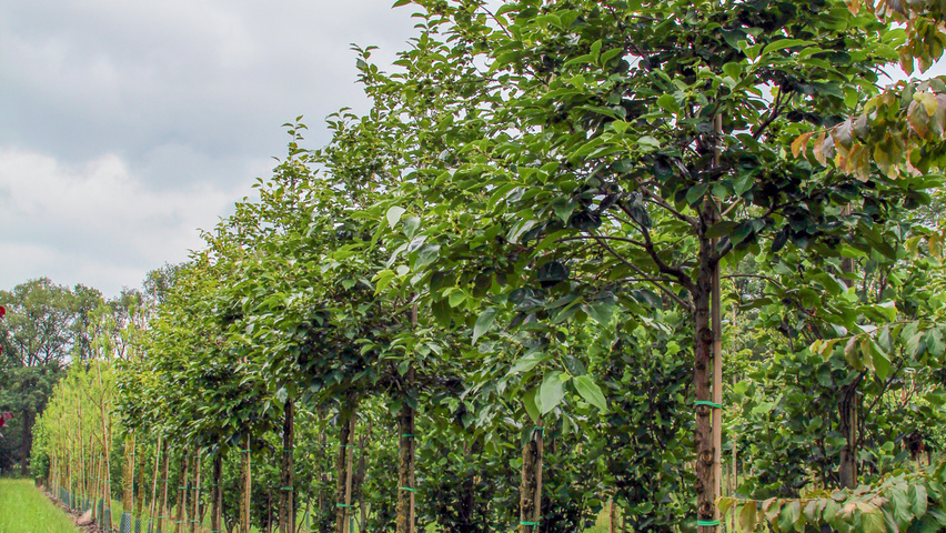 Diospyros kaki standard tree