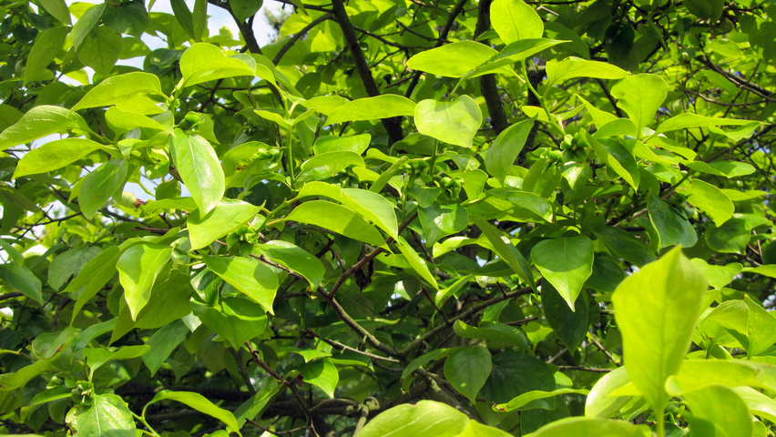 Diospyros kaki leaves