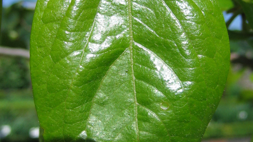 Diospyros kaki leaves