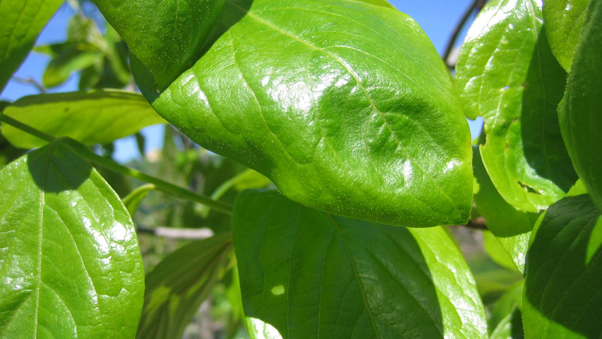 Diospyros kaki leaves