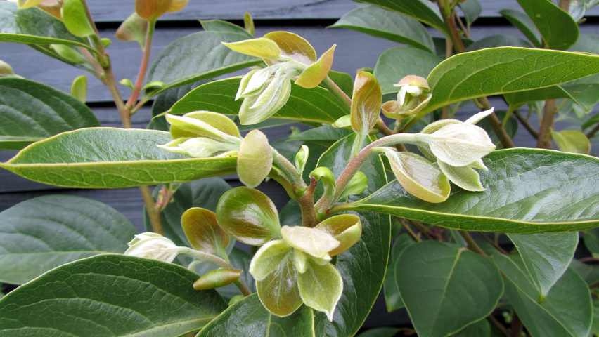 Diospyros kaki leaves