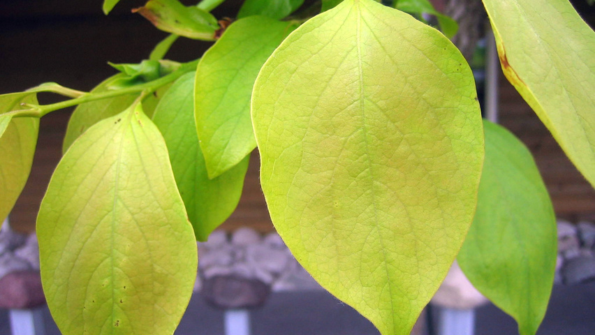 Diospyros kaki leaves