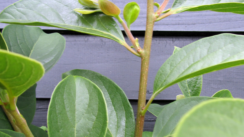 Diospyros kaki twigs