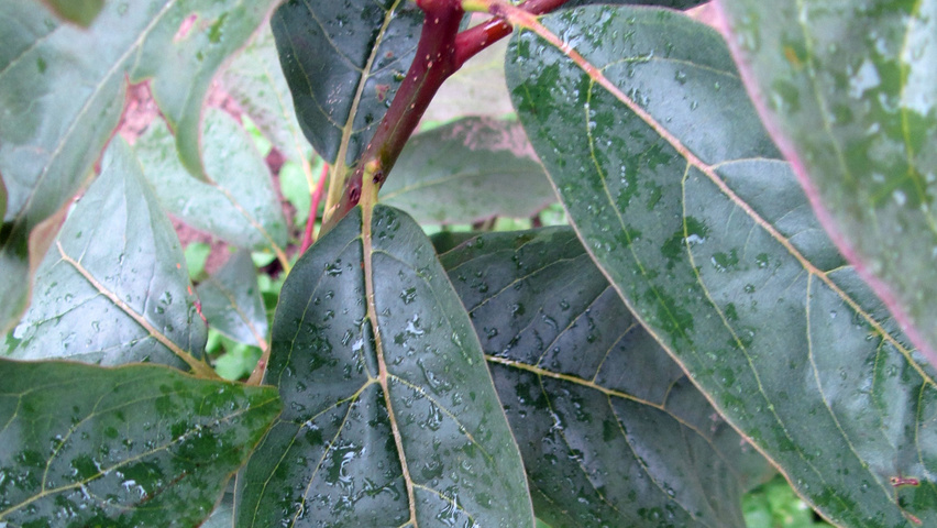 Diospyros kaki twigs