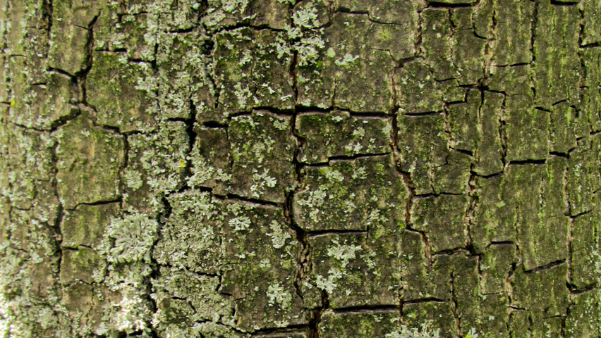 Diospyros lotus Rinden