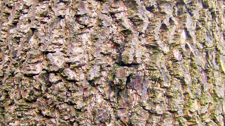 Diospyros lotus Rinden
