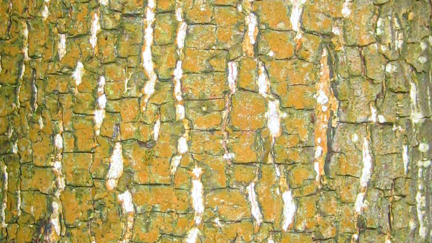 Diospyros lotus Rinden