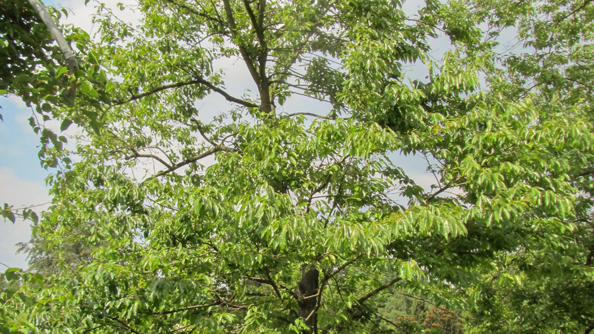 Diospyros lotus Stammbüsche