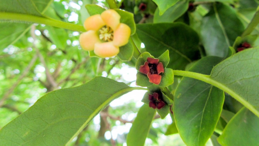 Diospyros lotus Blumen