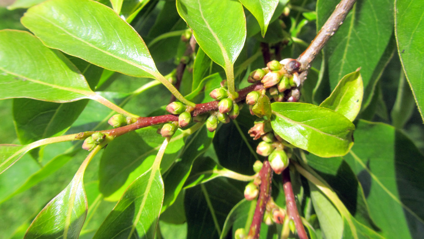 Diospyros lotus Blumen