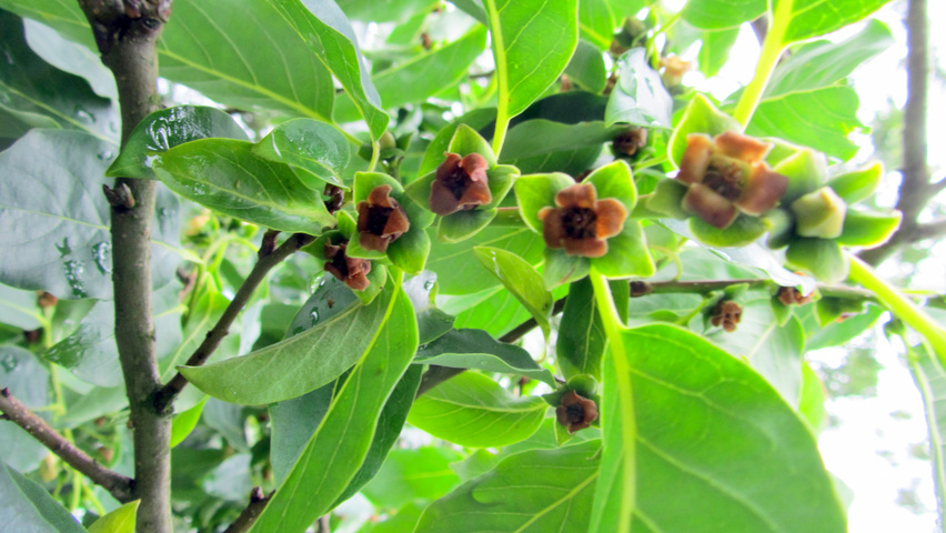 Diospyros lotus Blumen