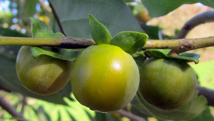 Diospyros lotus Frucht