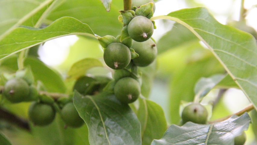 Diospyros lotus Frucht