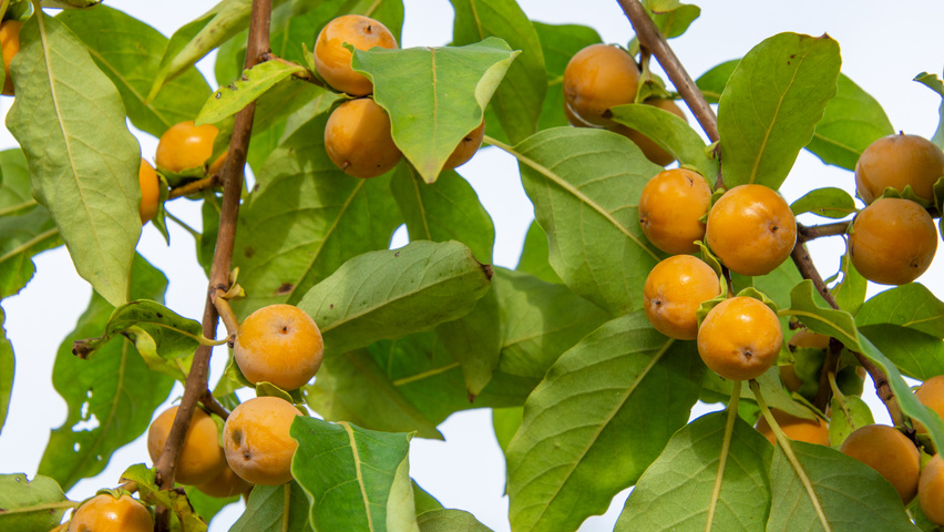 Diospyros lotus Frucht