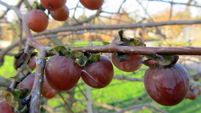 Diospyros lotus Frucht