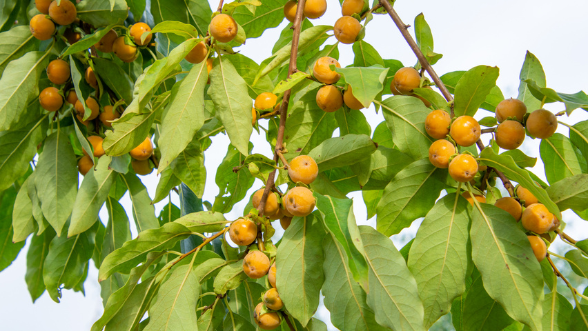 Diospyros lotus Frucht