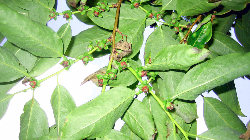 Diospyros lotus Frucht