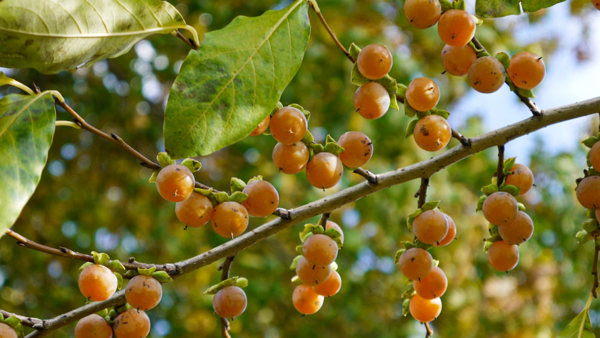 Diospyros lotus Frucht