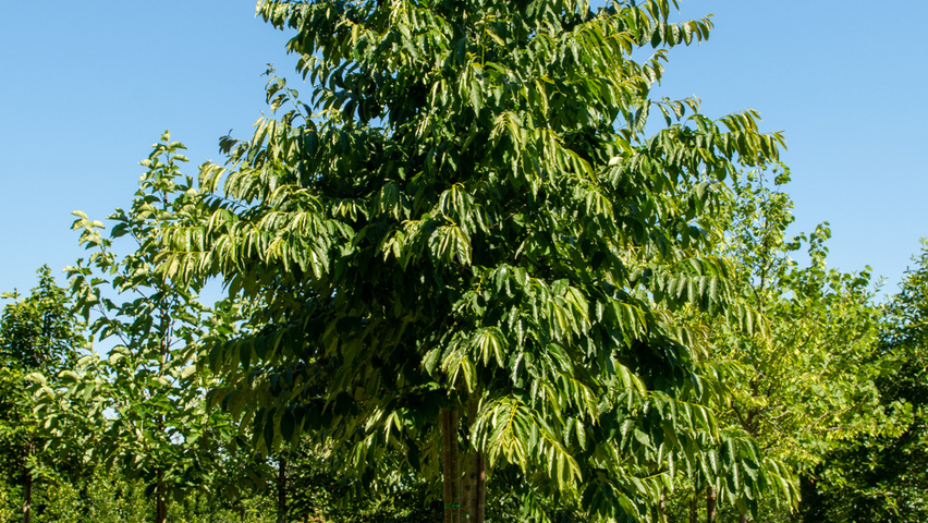 Diospyros lotus hochstämmig