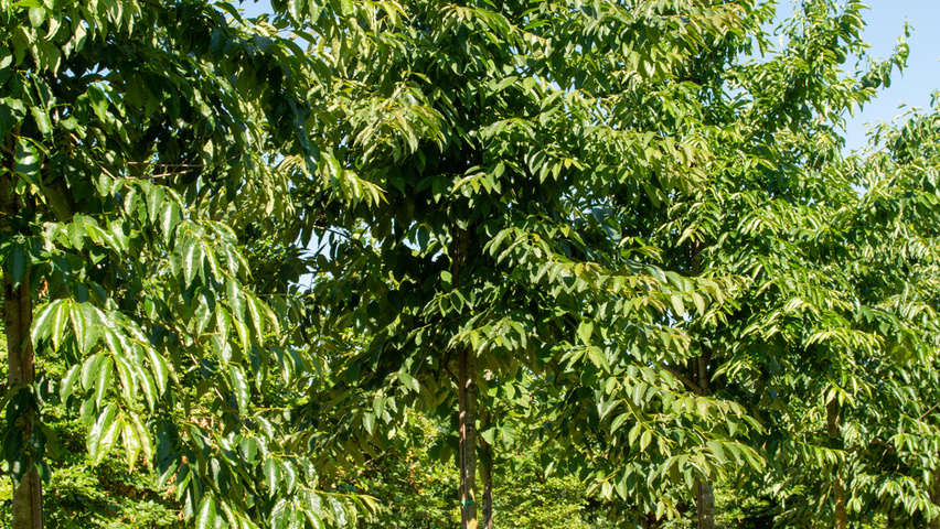 Diospyros lotus hochstämmig